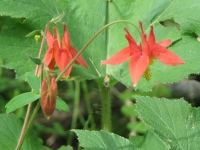 Columbine